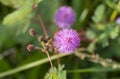 Close up of Shame plant Mimosa pudica with purple flower, shallow focus Royalty Free Stock Photo