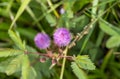 Close up of Shame plant Mimosa pudica with purple flower, shallow focus Royalty Free Stock Photo
