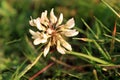 Close up of shamrock flower