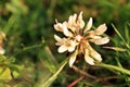 Close up of shamrock flower