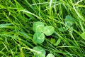 Close-up on a shamrock in the green grass