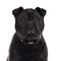 Close up of a Shar Pei puppy isolated on white Royalty Free Stock Photo