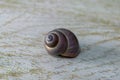 Close-up of a shark eye seashell, Neverita duplicata Royalty Free Stock Photo