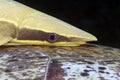 Close-up of a Sharksucker (echeneis naucrates). Royalty Free Stock Photo