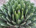 Close up of sharp cactus as a flower shape in Desert Botanical Garden in Phoenix, Arizona Royalty Free Stock Photo