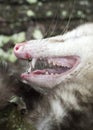 Close up of Virginia Opossum teeth sharp canines Royalty Free Stock Photo