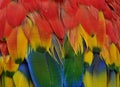 Close up sharp details of Scarlet macaw parrot bird feathers comprise of red, yellow, green and blue shade of bright and vivid Royalty Free Stock Photo