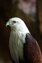 Close up, the sharp gaze of the eagle's eyes Royalty Free Stock Photo