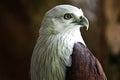 Close up, the sharp gaze of the eagle's eyes Royalty Free Stock Photo