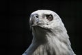 Close up, the sharp gaze of the eagle's eyes Royalty Free Stock Photo