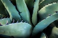 Close Up of the Sharp Spines On Agave Havardiana Royalty Free Stock Photo
