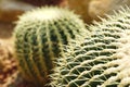Close up sharp thorn of green cactus