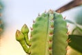 sharp thorns, green cactus in a tropical forest. Selective focus. Royalty Free Stock Photo