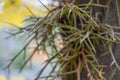 Close-up of sharp thorns growing from a tree trunk. Royalty Free Stock Photo