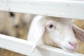 Closeup sheep behind the fence in farm