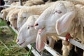 Close up of sheep face in ranch farm