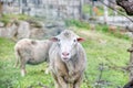 Sheep looking, A close up photo of a sheep s head. Close Up of a Sheep