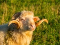 Close up of a sheep with fancifully twisted horns posing on the meadow Royalty Free Stock Photo