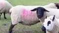 close up of sheep on the farm.