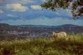 Close-up of sheep with fields and hills