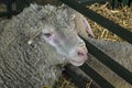 Close up of a sheep head in a farm cowshed. Royalty Free Stock Photo