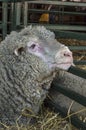 Close up of a sheep head in a farm cowshed. Royalty Free Stock Photo