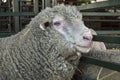 Close up of a sheep head in a farm cowshed. Royalty Free Stock Photo