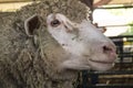 Close up of a sheep head in a farm cowshed. Royalty Free Stock Photo