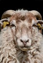 Close-up sheep head isolated on a black background Royalty Free Stock Photo