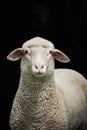 Close-up sheep isolated on black Royalty Free Stock Photo