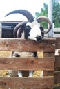 Close-up of sheep jacob, who looks into the frame and makes a baa sound at the end of the video. The sounds of other sheep are Royalty Free Stock Photo