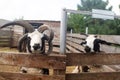 Close-up of sheep jacob, who looks into the frame and makes a baa sound at the end of the video. The sounds of other sheep are Royalty Free Stock Photo