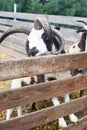 Close-up of sheep jacob, who looks into the frame and makes a baa sound at the end of the video. The sounds of other sheep are Royalty Free Stock Photo