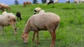 Close-up of sheep and lambs grazing at green meadow Royalty Free Stock Photo