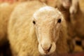 Livestock farm, flock of sheep. Indoor shot.