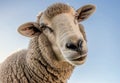 Close-Up of Sheep Looking at Camera Royalty Free Stock Photo