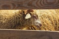 Close up of a sheep muzzle, through the wooden fence. Located in a countryside. Kostivtsi, Ukraine Royalty Free Stock Photo