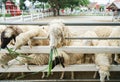 Sheep in outdoor farm eating fresh green grass Royalty Free Stock Photo