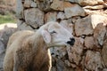 Sheep posing next to wall of natural stones