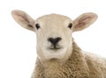 Close-up of a Sheep`s head against white background Royalty Free Stock Photo