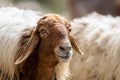 Close-up of a sheep`s head. Jordan Royalty Free Stock Photo