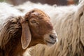 Close-up of a sheep`s head. Jordan Royalty Free Stock Photo