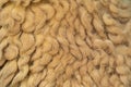 Close up of sheep wool brown skin pattern texture background of lamb, or sheep fleece in farm at zoo park in rural area. Wild