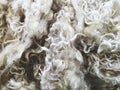Close up of sheep wool texture Royalty Free Stock Photo