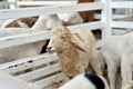 Close up sheeps in fence