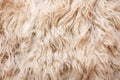 close-up of a sheeps fluffy wool