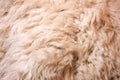 close-up of a sheeps fluffy wool