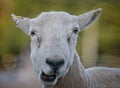 Close up of sheeps head with funny expression