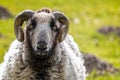 Close up of sheeps head staring at camera with curled horns against blurred background