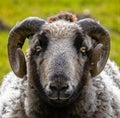 Close up of sheeps head staring at camera with curled horns